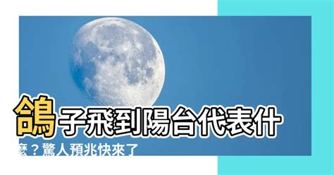 鴿子飛到陽台風水|【鴿子飛來風水】鴿子飛來「陽台」風水！成羣來訪、築巢生蛋，。